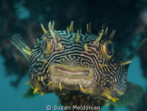 Striped Burrfish by Suzan Meldonian 